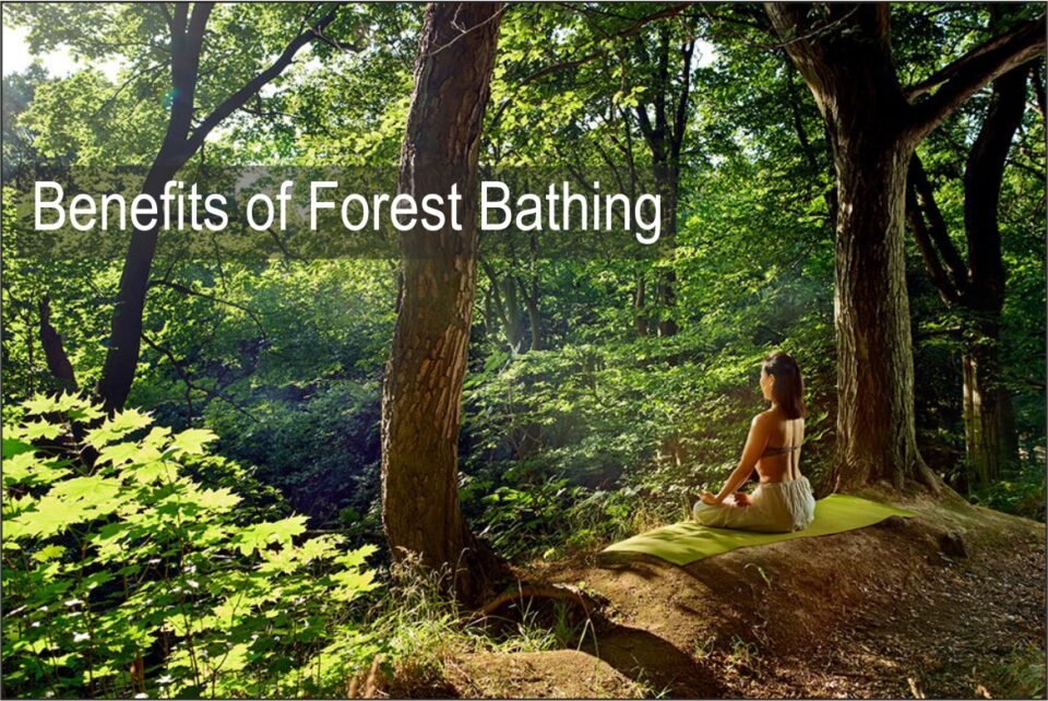 Benefits of Forest Bathing
