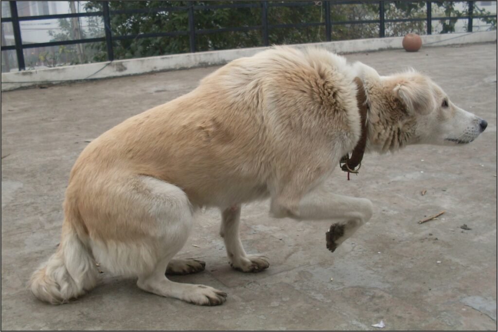 Dogs Body Language