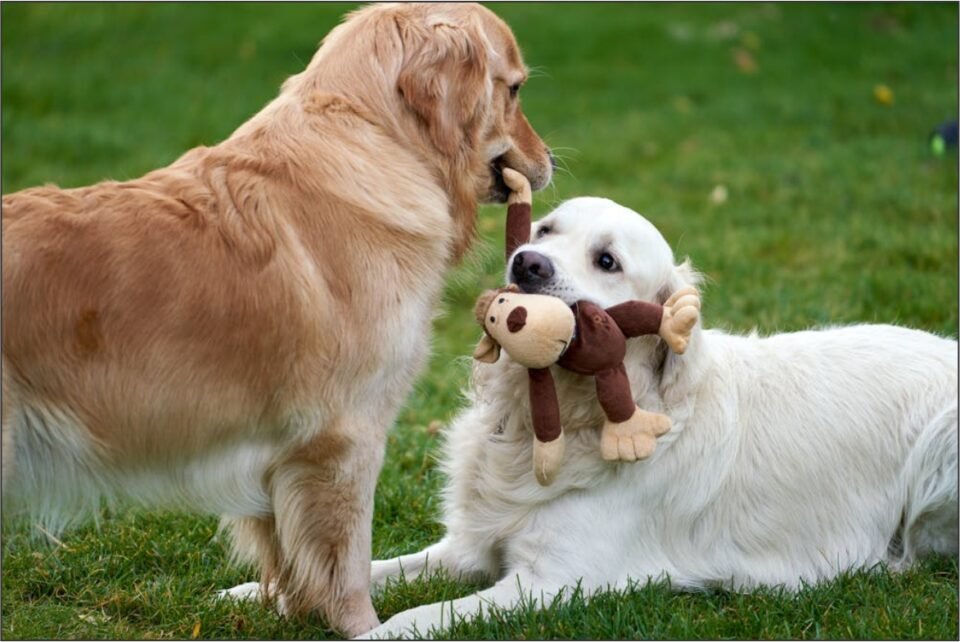 Playing with Pets
