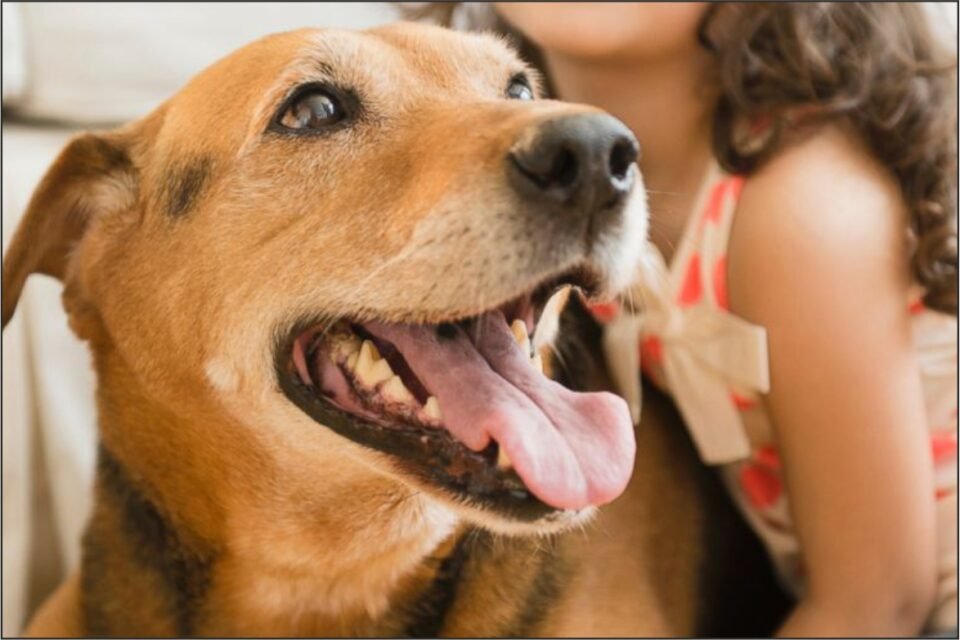 Secret Life of Dogs